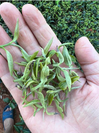 独一无二 全国松韵小叶种红茶特等奖（增美制茶厂 曾郁芳 曾义港）